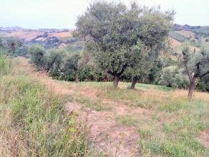 Terreno Agricolo in Vendita a Monsampolo del Tronto #2