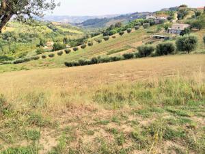 Terreno Agricolo in Vendita a Monsampolo del Tronto #4