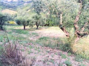Terreno Agricolo in Vendita a Monsampolo del Tronto #5
