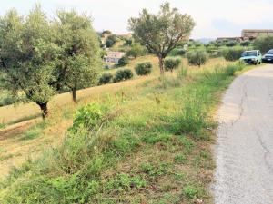 Terreno Agricolo in Vendita a Monsampolo del Tronto #3