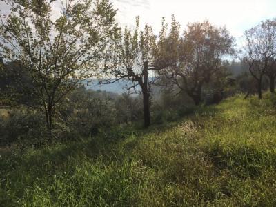 Terreno edificabile in Vendita a Monsampolo del Tronto #2