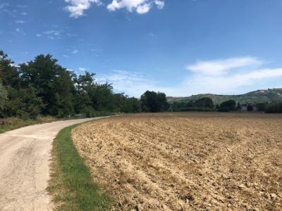 Terreno Agricolo in Vendita a Spinetoli #3