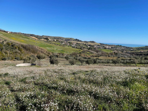 Terreno Agricolo in Vendita a Acquaviva Picena #2