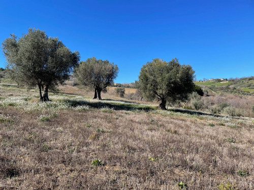 Terreno Agricolo in Vendita a Acquaviva Picena #7