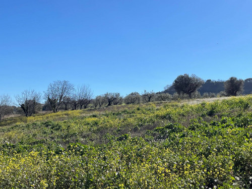 Terreno Agricolo in Vendita a Acquaviva Picena #3